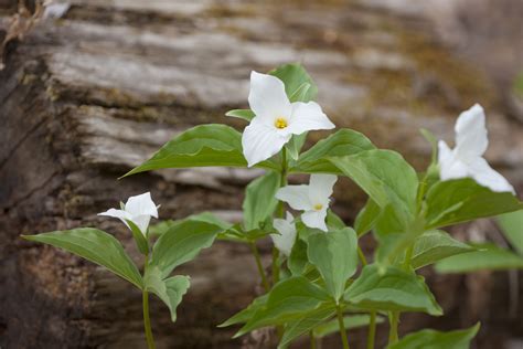 Trillium 